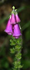 Digitalis purpurea purpurea