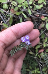 Astragalus nuttallianus
