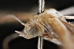 Stangeia xerodes