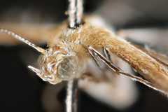 Stangeia xerodes