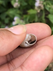 Praticolella mexicana