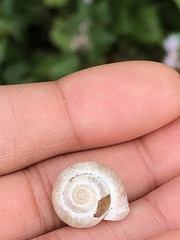 Praticolella mexicana