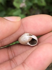 Praticolella mexicana