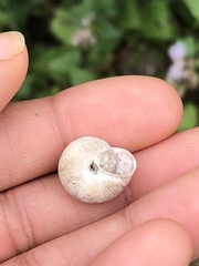 Praticolella mexicana