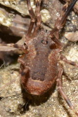 Lacinius ephippiatus