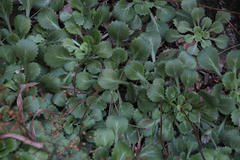 Saxifraga spathularis