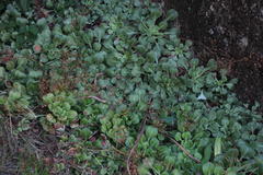 Saxifraga spathularis