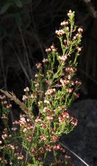 Erica umbellata