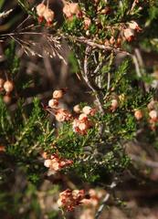 Erica umbellata