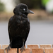 Little Raven - Photo (c) C Yasuda, some rights reserved (CC BY-NC)