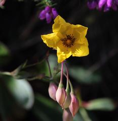 Tuberaria globulariifolia