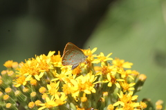 Erora quaderna quaderna