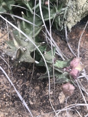 Orbea carnosa keithii