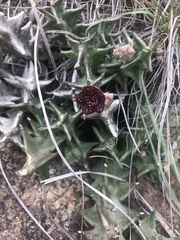 Orbea carnosa keithii