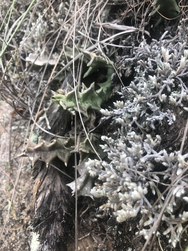 Orbea carnosa