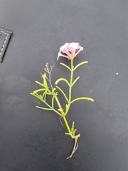 Stenotis × gracilenta