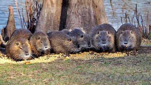 Coypu photographed in Alaska