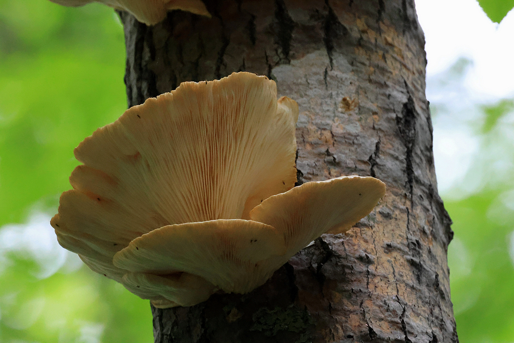 aspen oyster mushroom from Wild Gardens of Acadia, Maine;, Mount desert ...