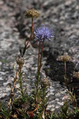 Jasione