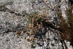 Jasione