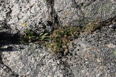 Jasione