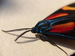 Cyanopepla submacula