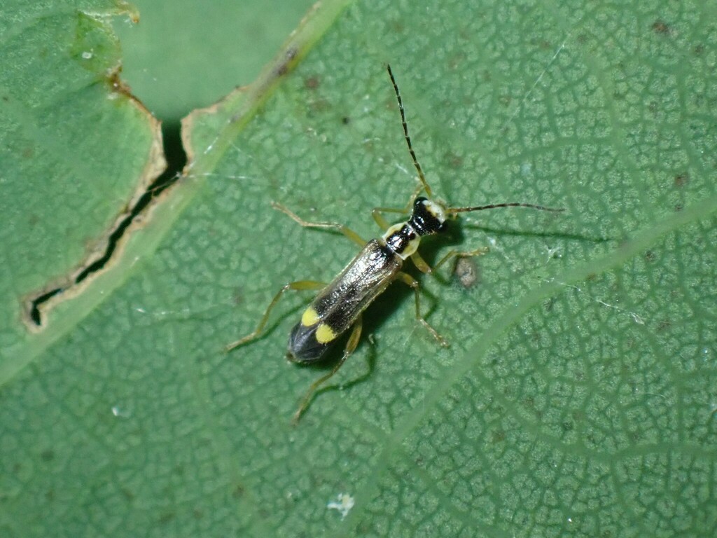 Malthinus glabellus