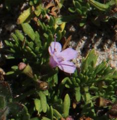 Thymus caespititius