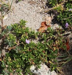 Thymus caespititius