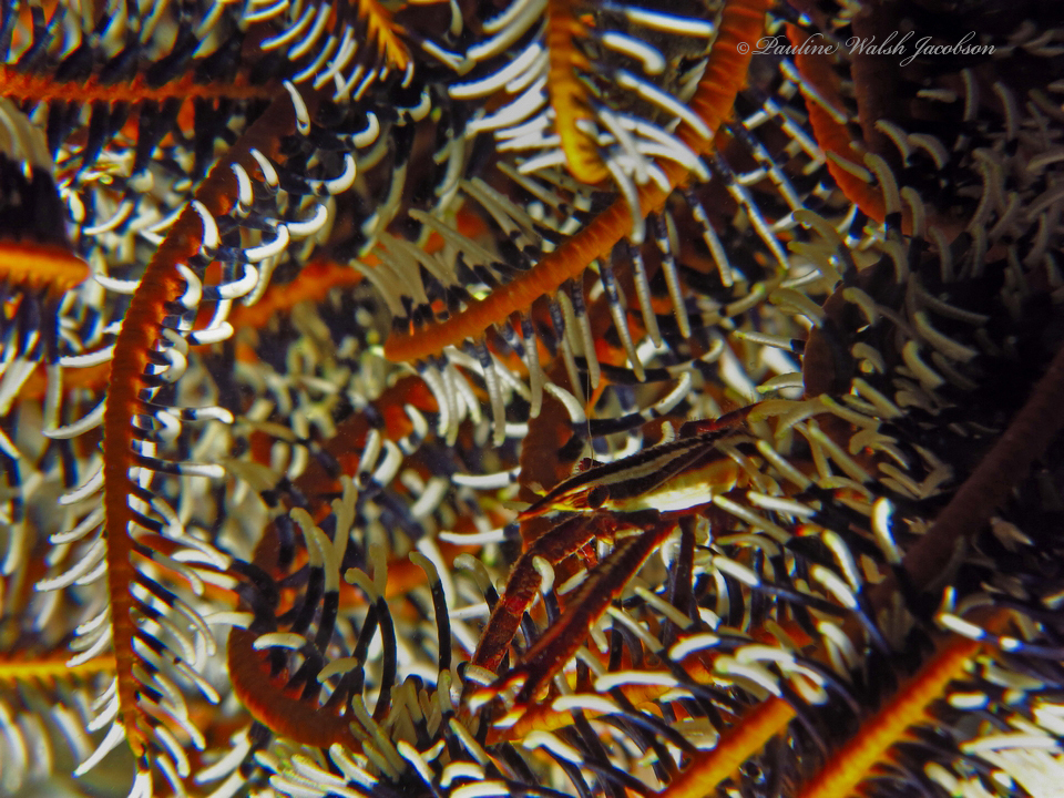 Elegant Squat Lobster