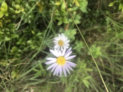 Afroaster serrulatus