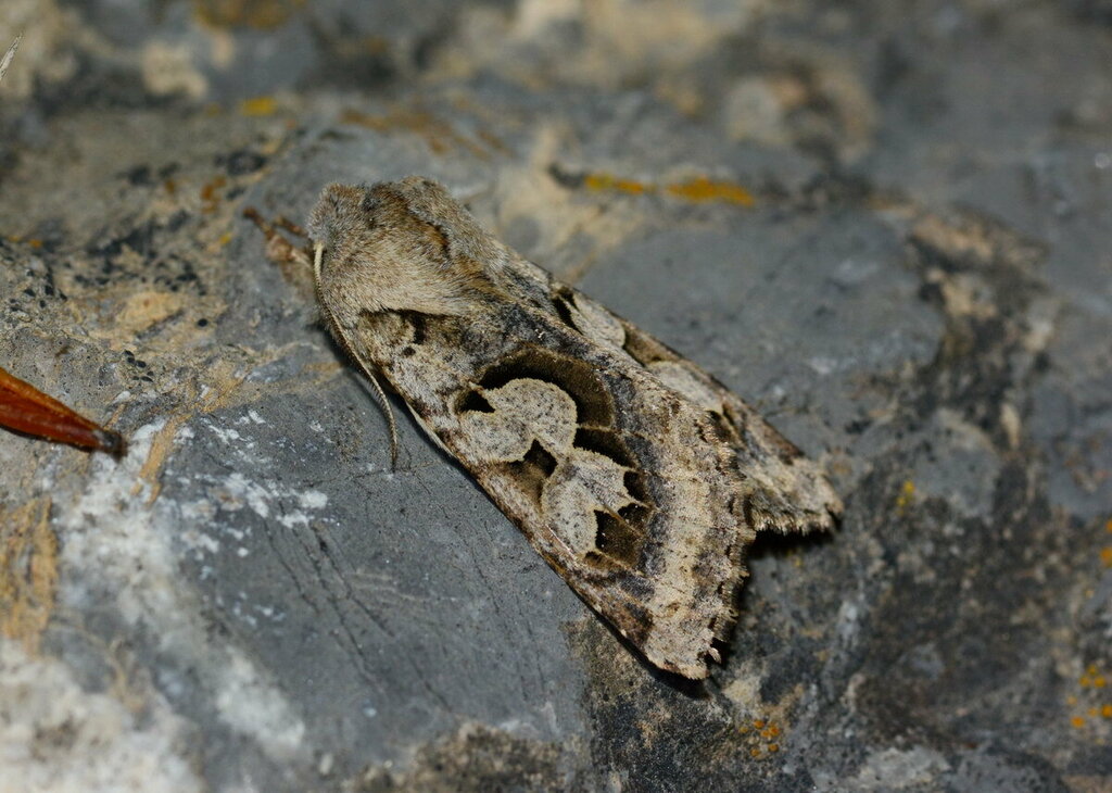 Perigrapha belyalovi