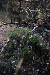 Thymus caespititius