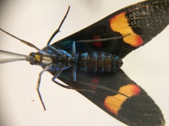 Cyanopepla submacula