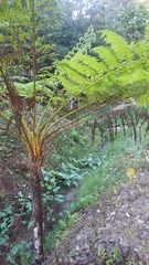 Cyathea costaricensis