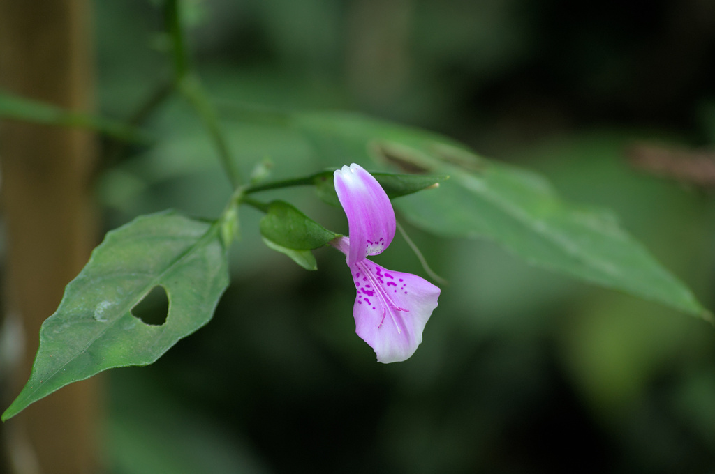 Dicliptera japonica (Dicliptera japonica)