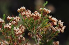 Erica umbellata