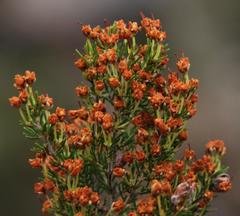 Erica umbellata