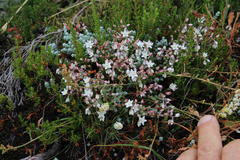 Sedum brevifolium
