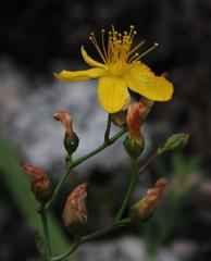 Hypericum linariifolium
