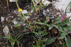 Hypericum linariifolium