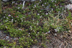Thymus caespititius