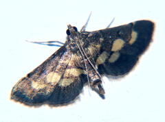Syngamia