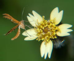 Stenodacma wahlbergi