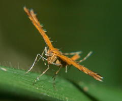 Stenodacma wahlbergi