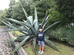 Agave mapisaga