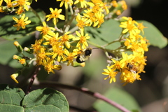 Bombus weisi