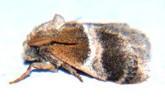 Halseyia rectifascia