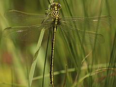 Notogomphus praetorius