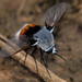 Bombomyia bombiformis - Photo (c) william van Niekerk, algunos derechos reservados (CC BY-NC), subido por william van Niekerk